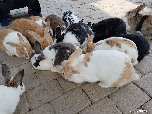 【苗栗 景點/美食】棗莊古藝庭園膳坊：客家菜料理餐廳/可愛動物區/庭院棗園區/假日休閒/春節遊玩