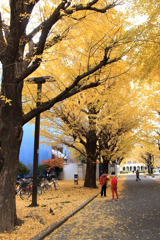 【東京大學】銀杏專攻! 菜市場行程卻心滿意足