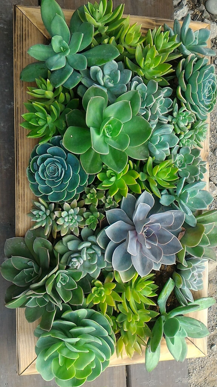 台中新景點多肉啡揚