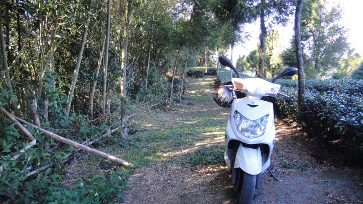 「神鵝瞎旅」之 武界林道 山碰壁