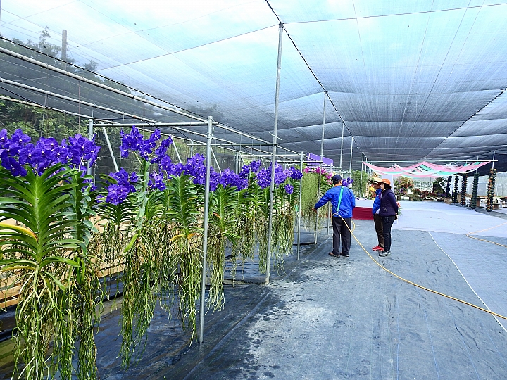2017屏東熱帶植物博覽會增設天使花園蘭藝館，更繽紛美麗。