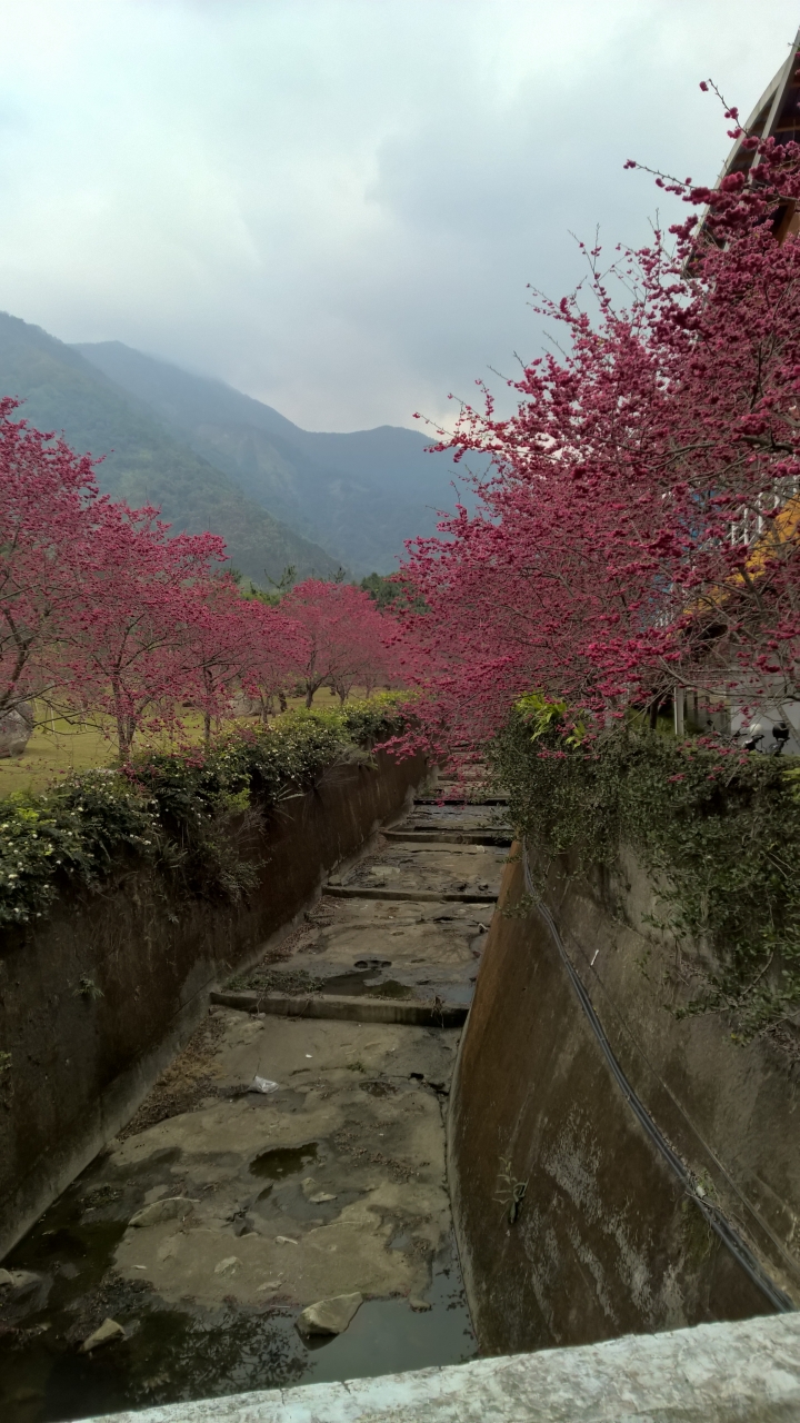 機車旅行-九族櫻花