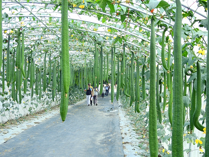2017屏東熱帶植物博覽會增設天使花園蘭藝館，更繽紛美麗。
