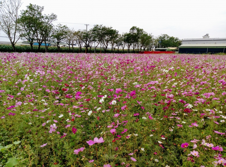 新營區鐵線里大波斯菊花海