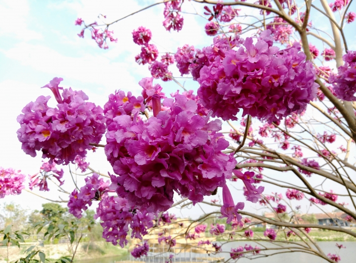 鹽水區月津港風鈴木 炮仗花 菊花