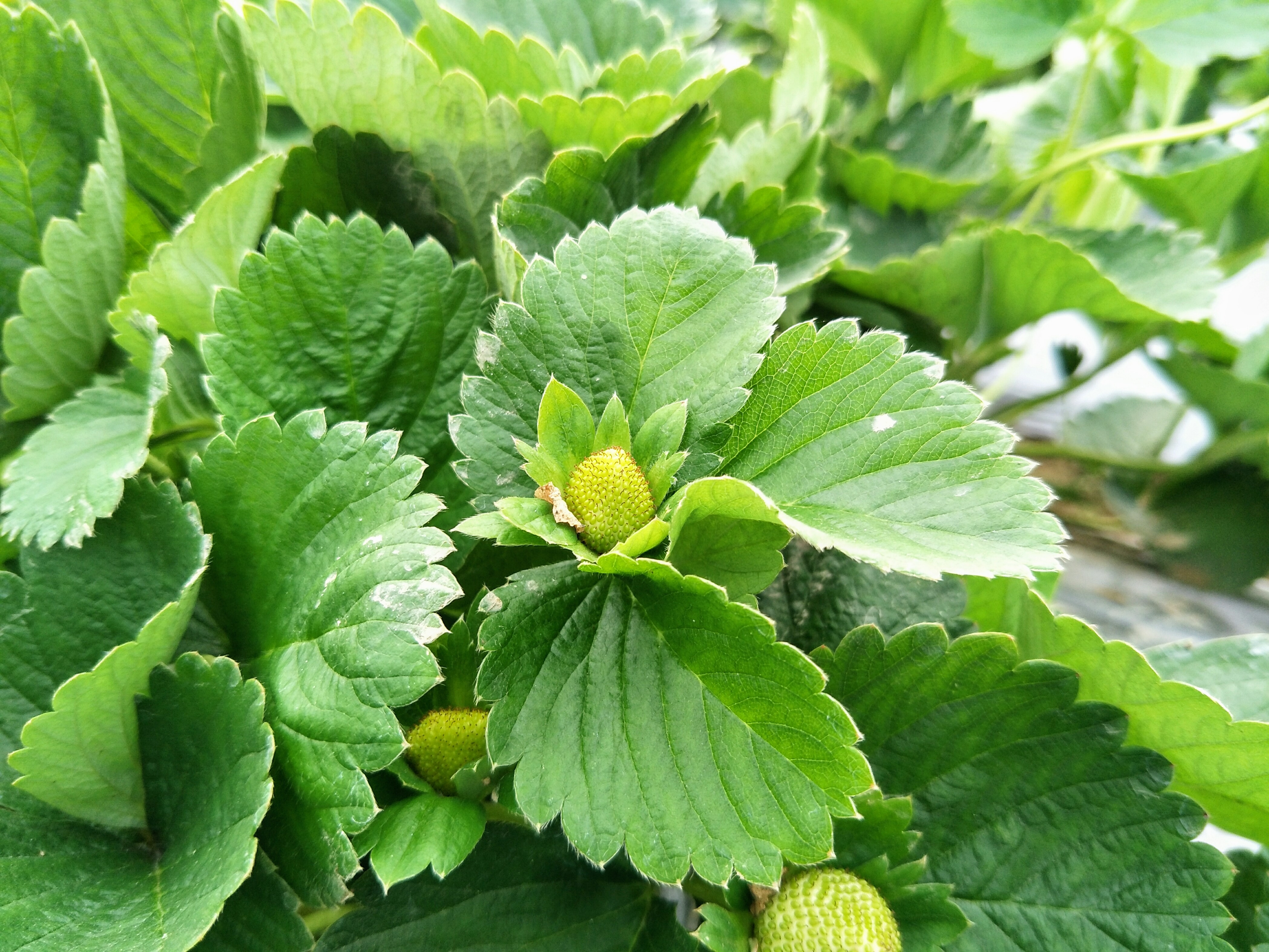 R9S 拍照蓋大樓 （OPPO手機都來貼吧）