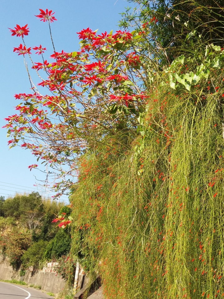 請問這種花是什麼花? 跟瀑布一樣超漂亮的~