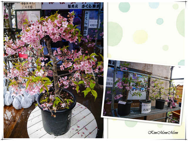 ❀静岡県 河津町 ▍年度盛大活動。河津櫻花祭。日本關東最早盛開，花期最長!2017/2/10-3/10