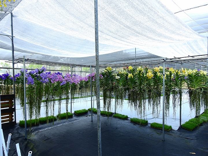 2017屏東熱帶植物博覽會增設天使花園蘭藝館，更繽紛美麗。