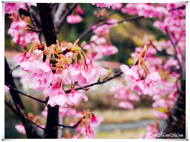 ❀静岡県 河津町 ▍年度盛大活動。河津櫻花祭。日本關東最早盛開，花期最長!2017/2/10-3/10