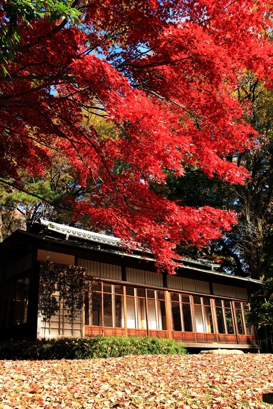 明治神宮 清正井 錯把美井當破井
