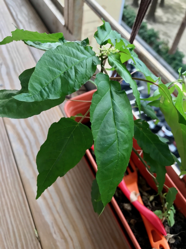 請問植物名