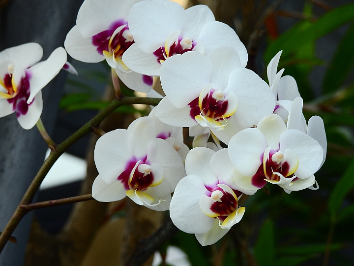 2017屏東熱帶植物博覽會增設天使花園蘭藝館，更繽紛美麗。