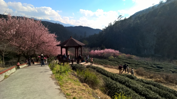 機車旅行-武陵農場賞櫻花