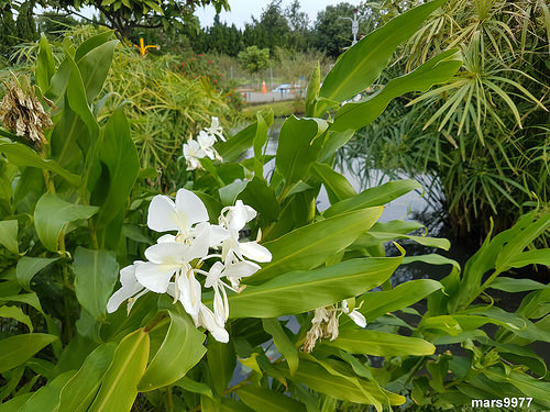【苗栗 景點/美食】棗莊古藝庭園膳坊：客家菜料理餐廳/可愛動物區/庭院棗園區/假日休閒/春節遊玩