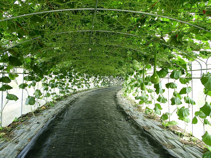 2017屏東熱帶植物博覽會增設天使花園蘭藝館，更繽紛美麗。