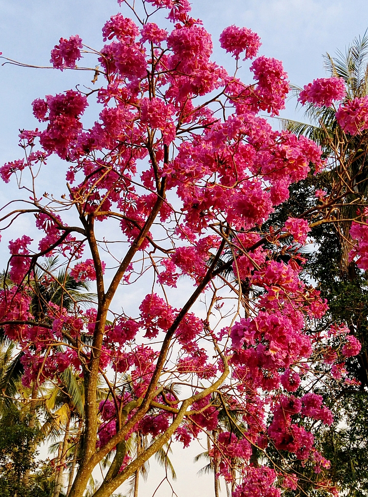 台南市永康公園粉紅風鈴木