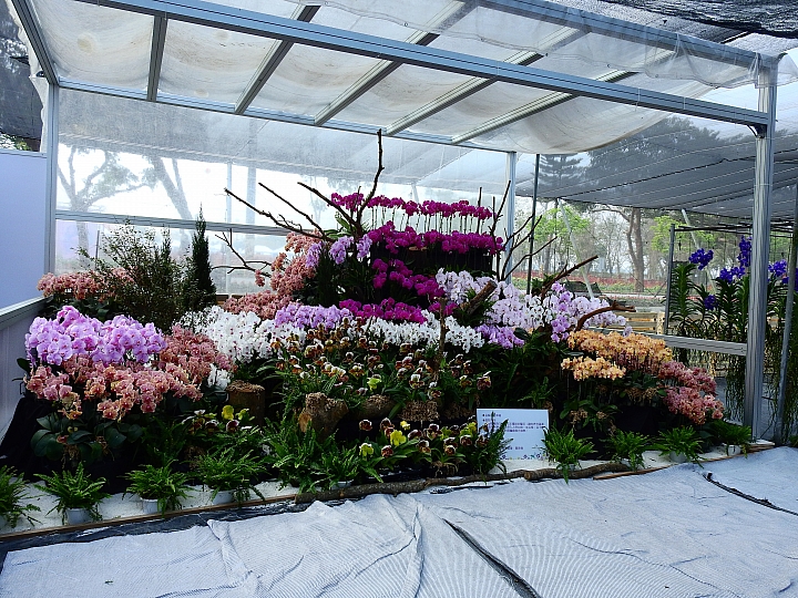 2017屏東熱帶植物博覽會增設天使花園蘭藝館，更繽紛美麗。