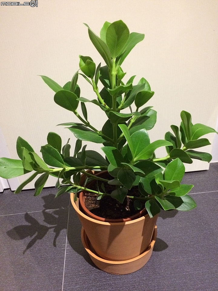 想問植物名 請各位前輩解惑