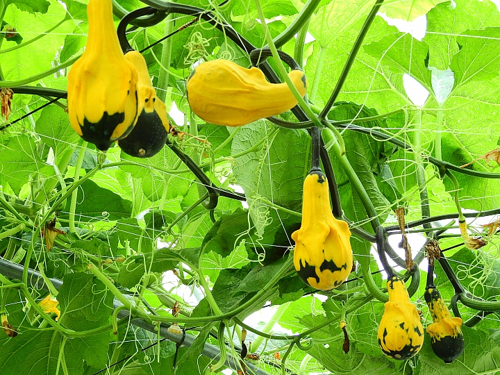 2017屏東熱帶植物博覽會增設天使花園蘭藝館，更繽紛美麗。