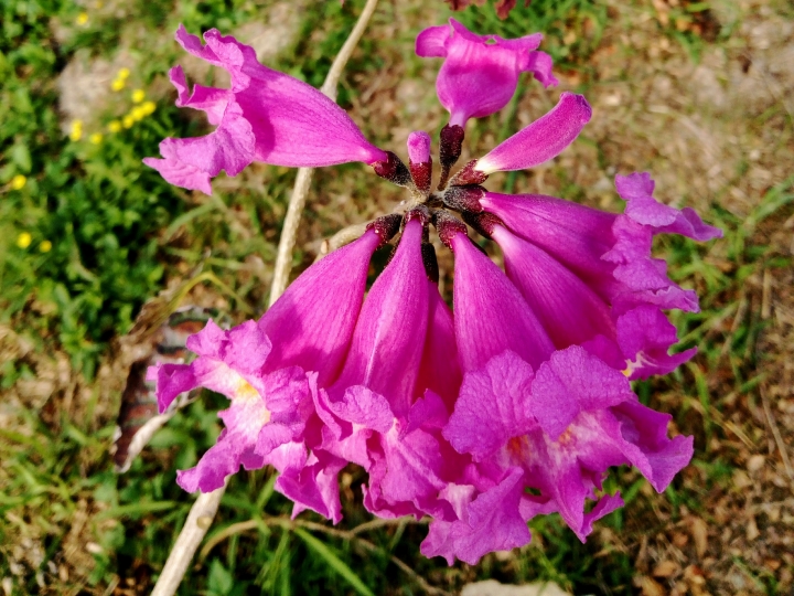 鹽水區月津港風鈴木 炮仗花 菊花