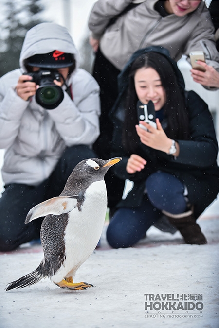 【D700+D750】北海道．聖誕 2016