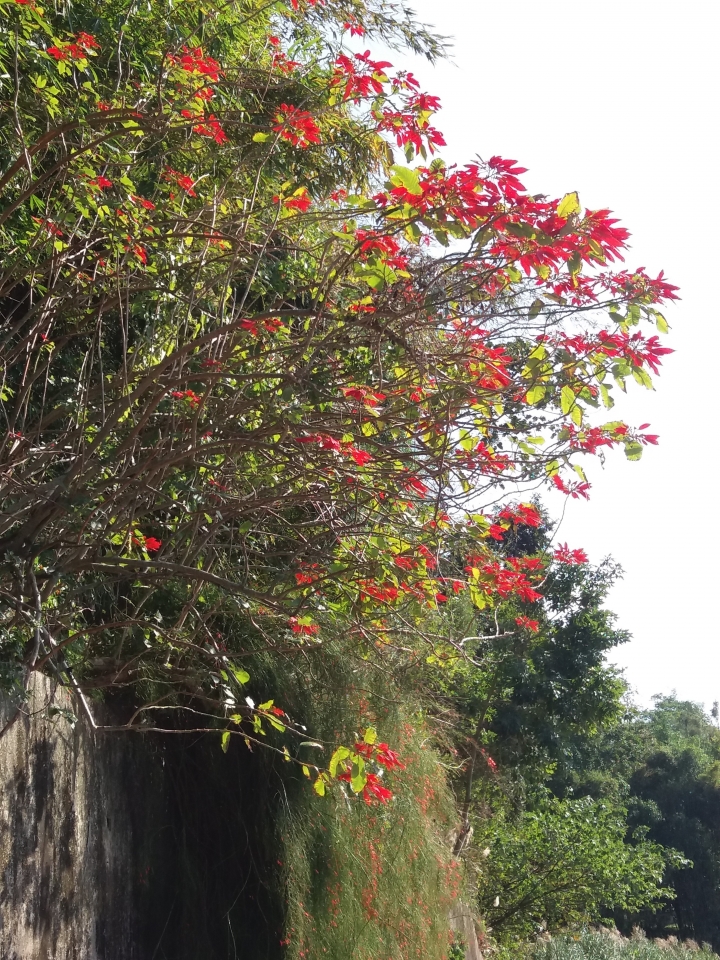 請問這種花是什麼花? 跟瀑布一樣超漂亮的~