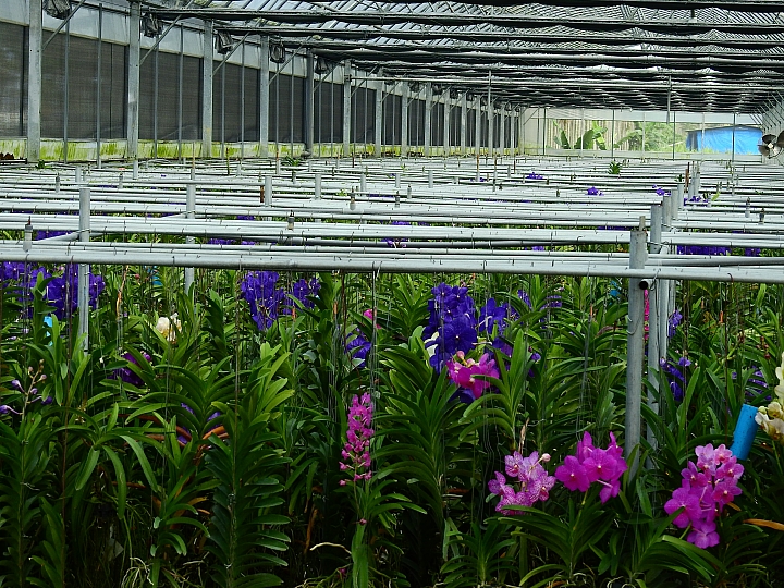 2017屏東熱帶植物博覽會增設天使花園蘭藝館，更繽紛美麗。