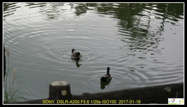 SONY a200舊機拍攝分享