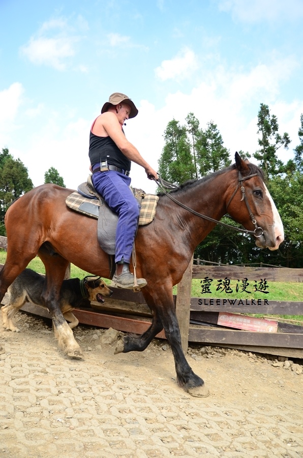 ［南投仁愛。景點］搭公車遊南投 Day1－清境農場（綿羊秀、馬術秀、步道）