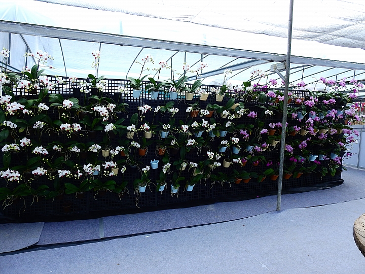 2017屏東熱帶植物博覽會增設天使花園蘭藝館，更繽紛美麗。