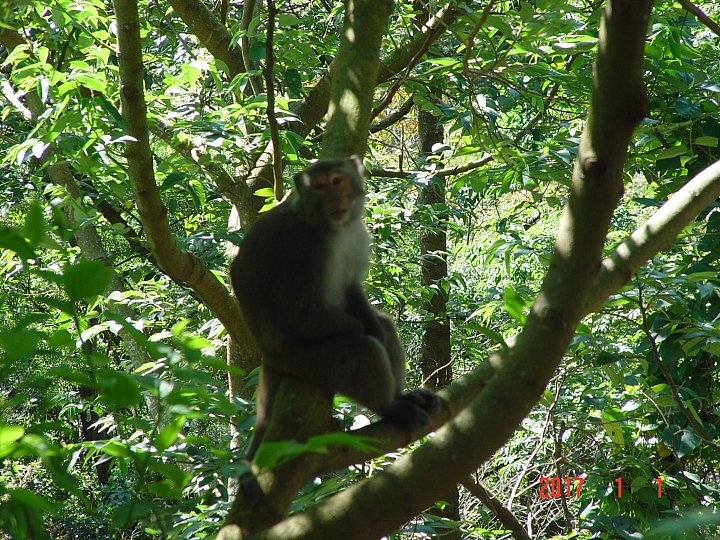 請問哪一種數位相機可以自動對準樹林中的 " Monkey " ?