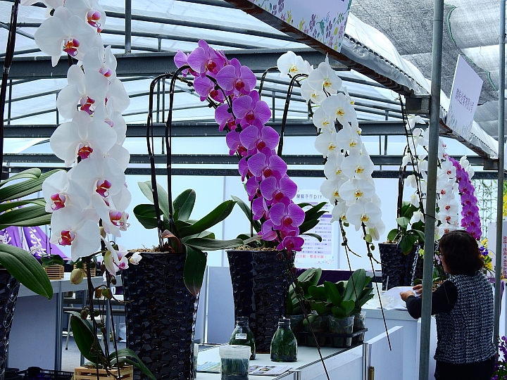 2017屏東熱帶植物博覽會增設天使花園蘭藝館，更繽紛美麗。