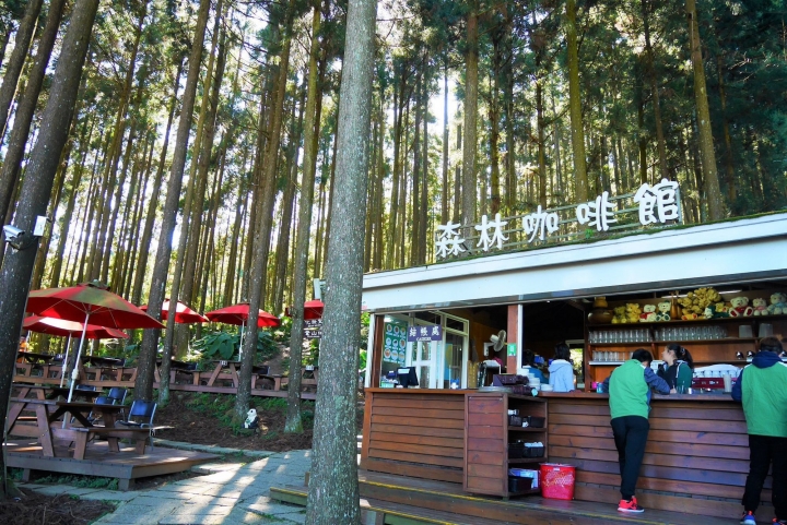 【新竹五峰 | 景點】雲海上的夢幻落羽松歐風莊園ｘ森林咖啡館♖山上人家