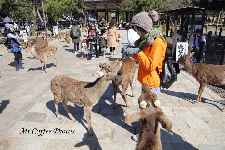 2016 日本旅遊簡介，15天走過7城市→大阪、京都、神戶、姬路、廣島、松山、尾道