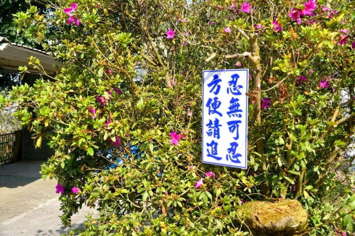 [台南][楠西區] 丙申年末 梅嶺弄梅
