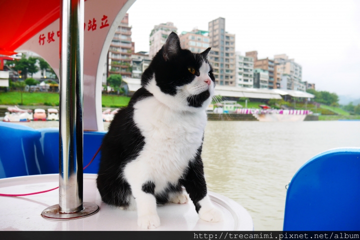 烏來-湯布苑/寵物友善溫泉旅館/烏來老街山產/碧潭天鵝船*毛孩輕旅行