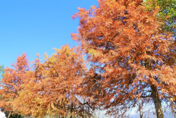 【新竹五峰 | 景點】雲海上的夢幻落羽松歐風莊園ｘ森林咖啡館♖山上人家