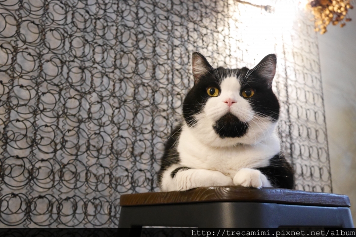 【食記】高雄44 Bit拍拍餐桌Cafe&Diner-早午餐好吃不踩雷，乾燥花讓你拍個夠！寵物友善推薦餐廳