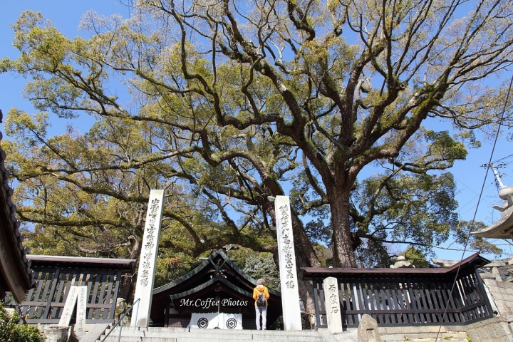2016 日本旅遊簡介，15天走過7城市→大阪、京都、神戶、姬路、廣島、松山、尾道