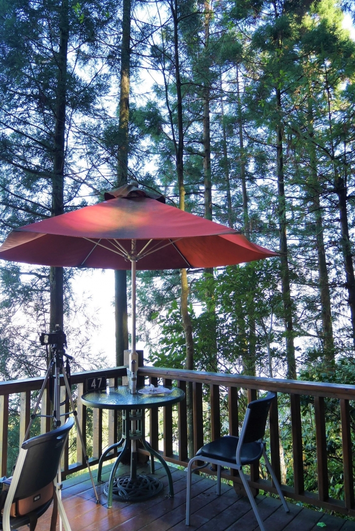 【新竹五峰 | 景點】雲海上的夢幻落羽松歐風莊園ｘ森林咖啡館♖山上人家