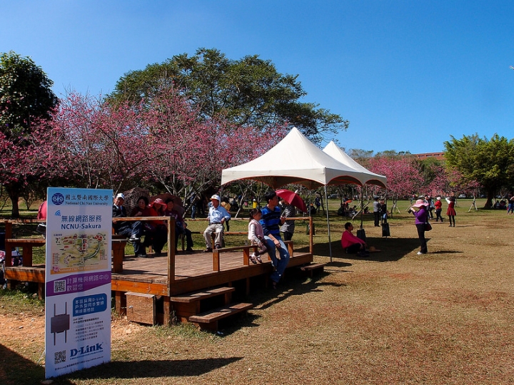 【南投景點】春節賞櫻好去處，南投埔里暨南大學（新增2017年日月潭暨大賞櫻季活動內容）
