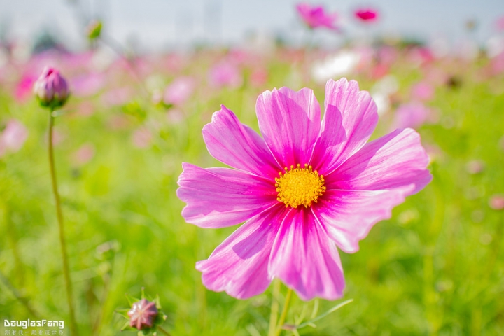 【遊記│雲林斗南】石龜花海節
