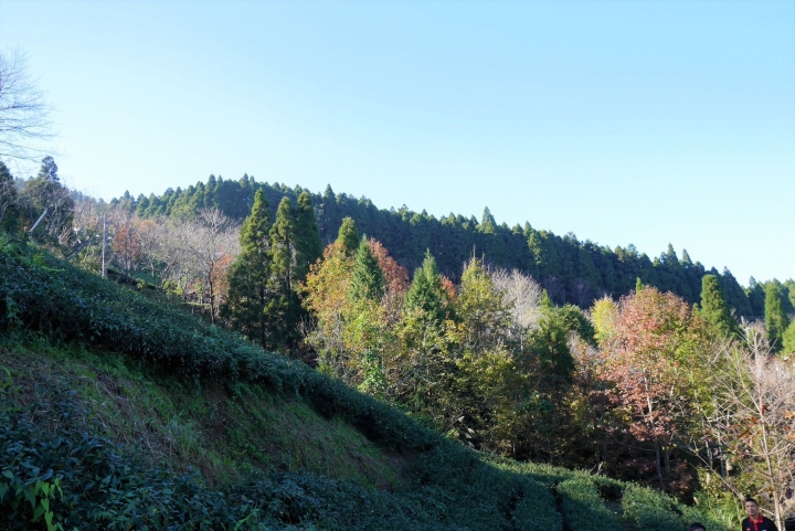 【新竹五峰 | 景點】雲海上的夢幻落羽松歐風莊園ｘ森林咖啡館♖山上人家