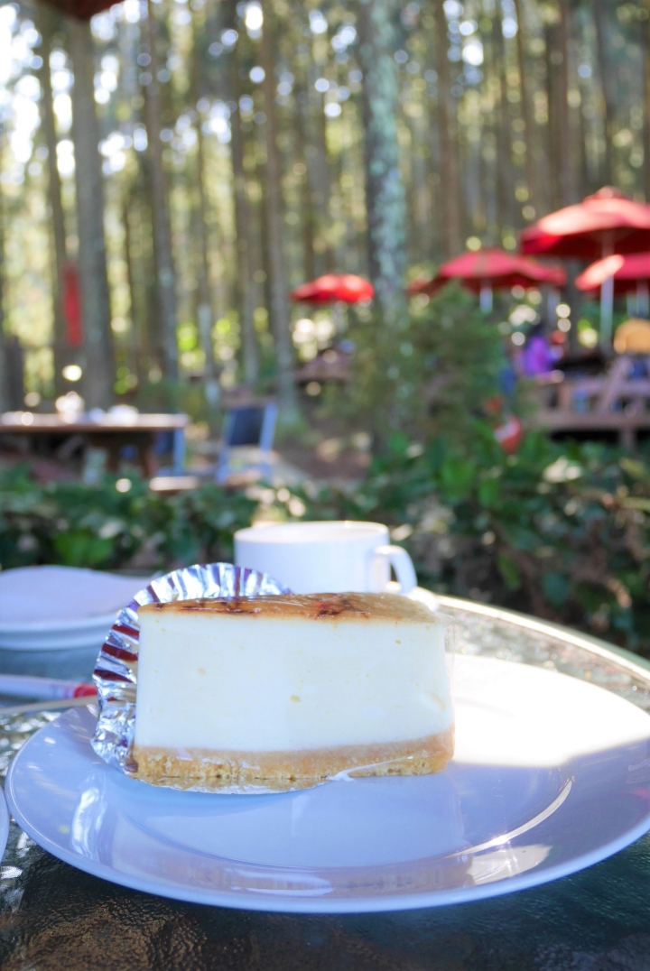 【新竹五峰 | 景點】雲海上的夢幻落羽松歐風莊園ｘ森林咖啡館♖山上人家