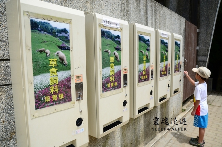 ［南投仁愛。景點］搭公車遊南投 Day1－清境農場（綿羊秀、馬術秀、步道）