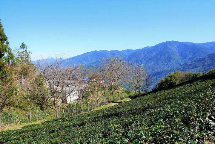 【新竹五峰 | 景點】雲海上的夢幻落羽松歐風莊園ｘ森林咖啡館♖山上人家