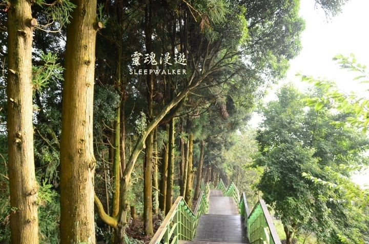［南投仁愛。景點］搭公車遊南投 Day1－清境農場（綿羊秀、馬術秀、步道）