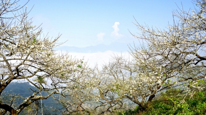 [台南][楠西區] 丙申年末 梅嶺弄梅