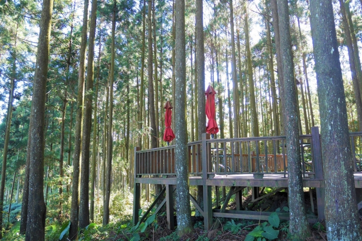 【新竹五峰 | 景點】雲海上的夢幻落羽松歐風莊園ｘ森林咖啡館♖山上人家